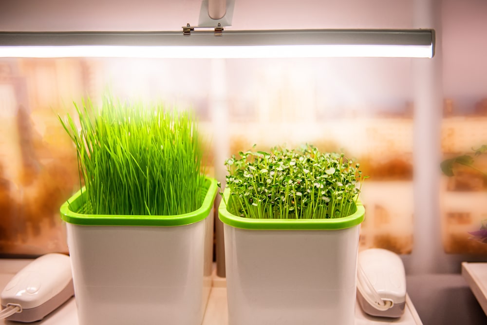 gadgeti za pametnu kuhinju poput pametnog uzgoja bilja omogućuju vam svježe začine uvijek na dohvat ruke